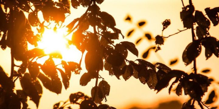 investeringsstöd till solceller